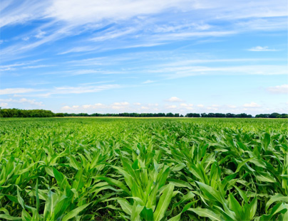 高塔硝硫基復(fù)合肥，有啥特點(diǎn)，怎么使用？
